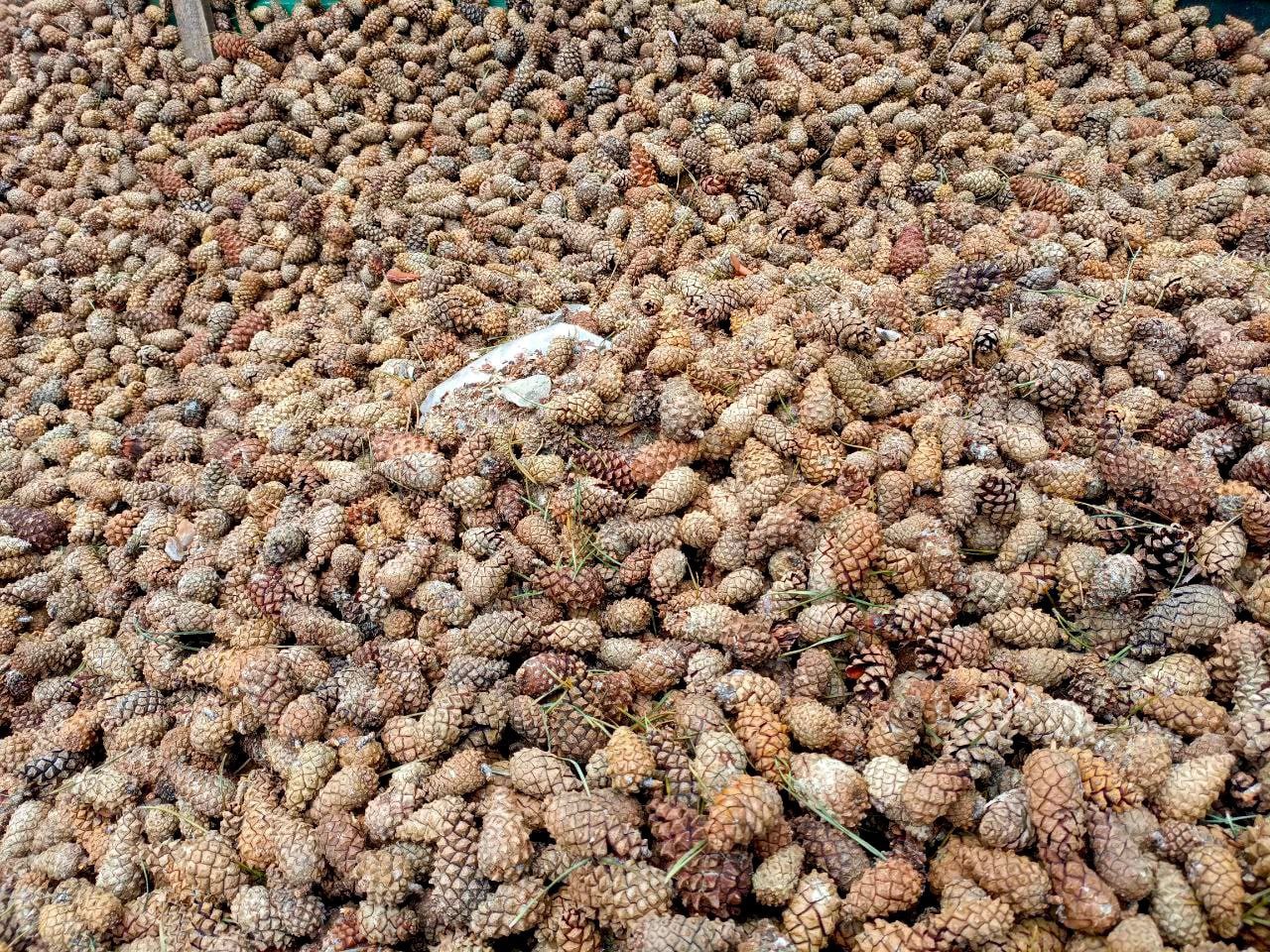 Просто. Очень. Много. Шишек