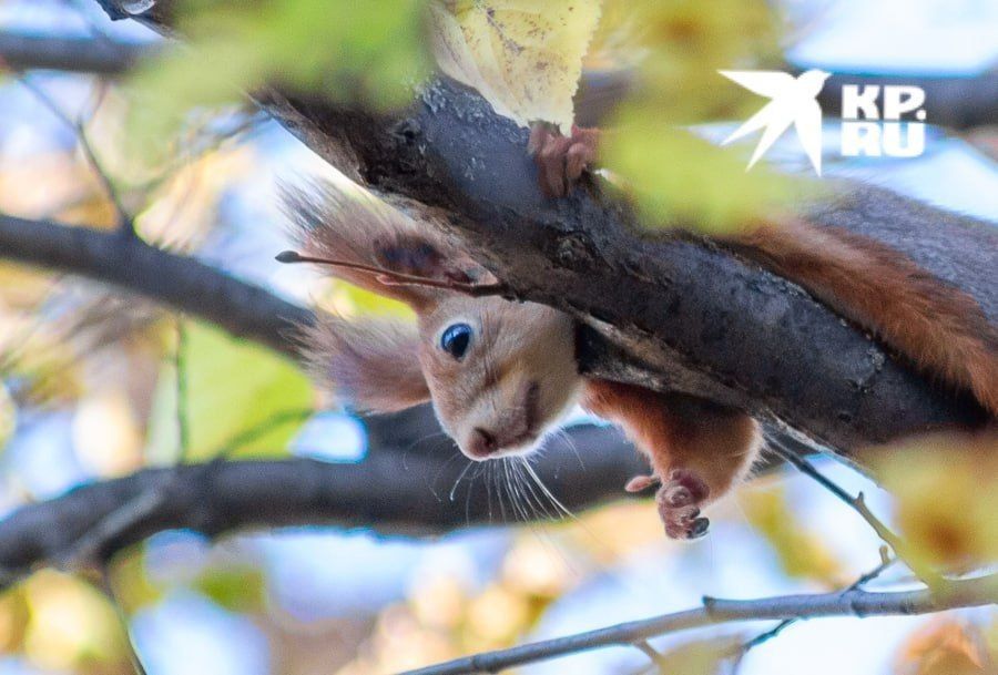 ������ ����� ������� ��������� � ��������� Telegram-������� ������������� �� ��� �����