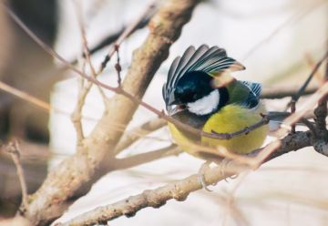 ������ � ����������� �������� ��� � ��� ����� ������������