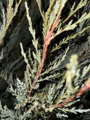 � ������ �����, ������ ����������� �������������� ������ !