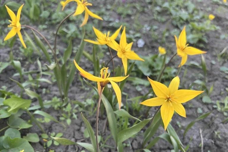 В Луганск придет весеннее тепло до +11 градусов в понедельник, 9 марта