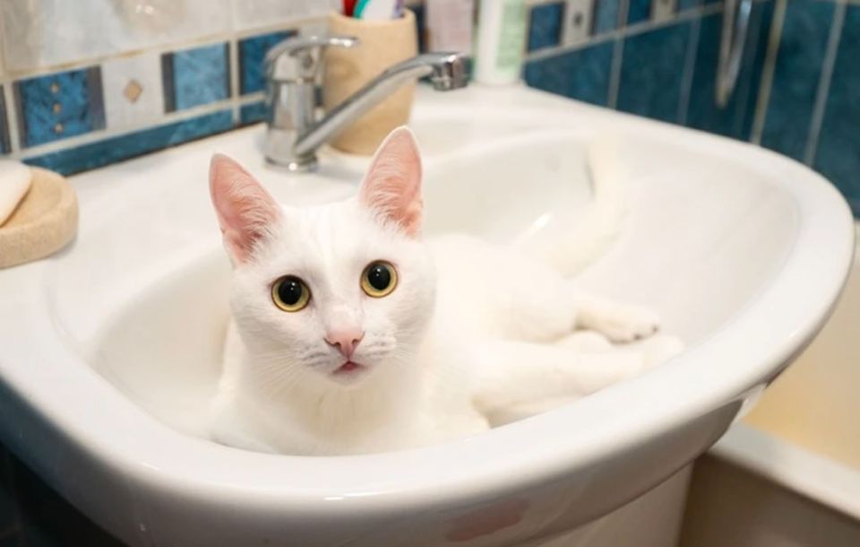 ��-�� ����� �� �������� � �������� ��������� ���� �� ��������� �������