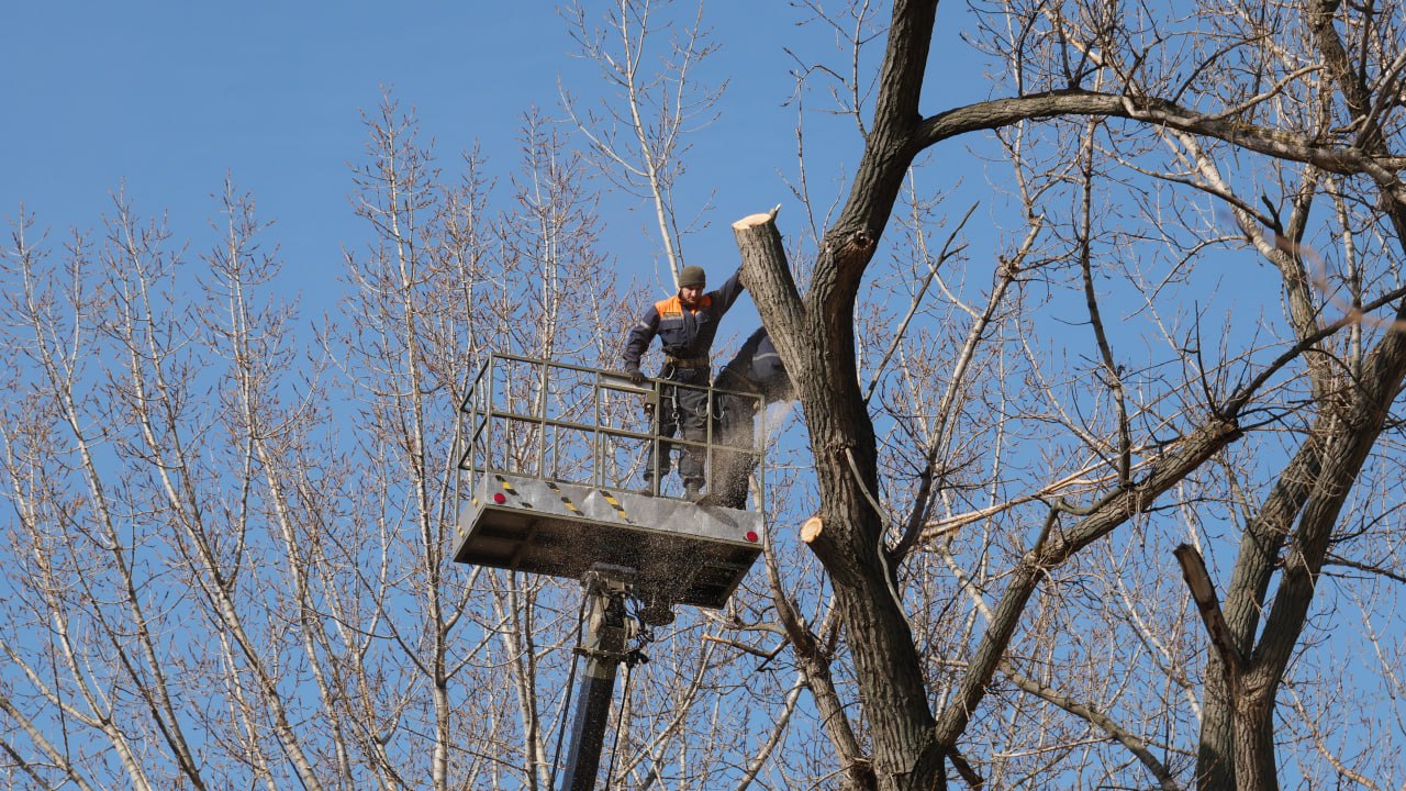 В Луганске выполняют заявки на обрезку аварийных деревьев