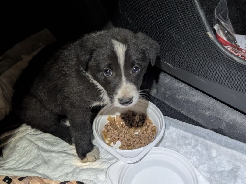 ���� ������: � ���� ���������� ������ ���� ������������ ������ ������������ �� ������� ����������� � ���������������� ���������� ����� � �������� ����������� ������