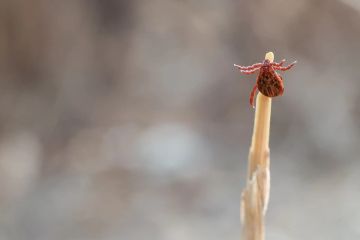 ���������, �����. � ������������ ������ ������� ��� � ����� � ������, ���������� � �� ����, ������ ��������������� �������������: � ������� ������ ����� ��������� ������ ������ ���������� ������