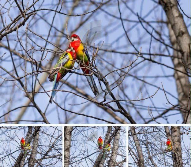 В центре Луганска заметили таких замечательных попугаев