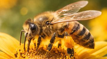 ���������� ���������� ������� ���������� �������� ������������