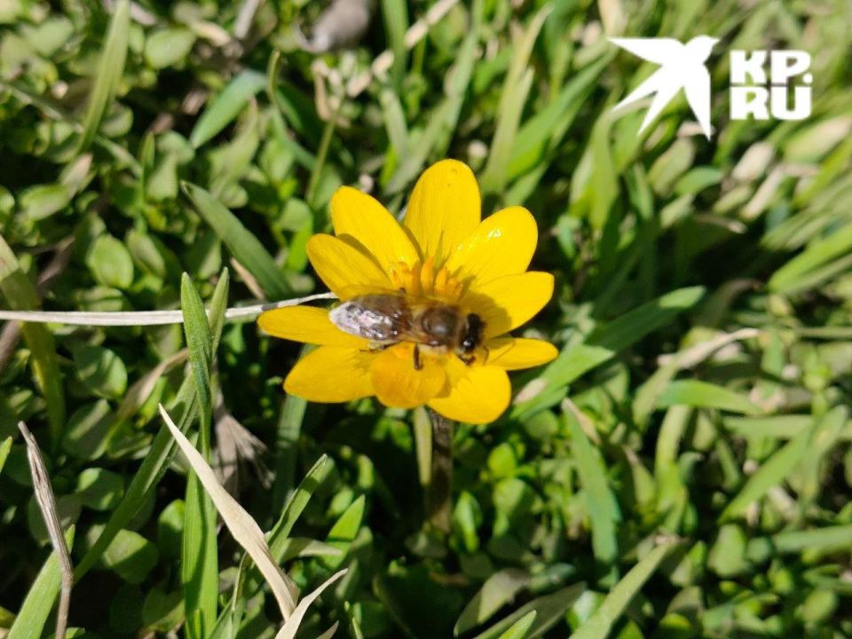 � ������ �������� �����!. �������, 13 �����