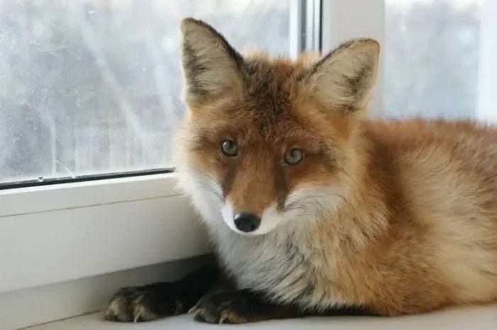 ������, ����, ��������� � ������������� ����� ���� ��������� ������ - ���������� ��� ���������� ��� �����������, ��� � 1 �������� 2025 ���� � ������ ������� � ���� ����������� ������ ��������, ����������� � ���������� �...