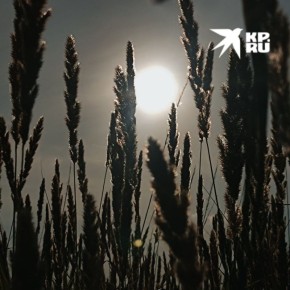 В полях ЛНР проснулись вредители после аномально теплой весны