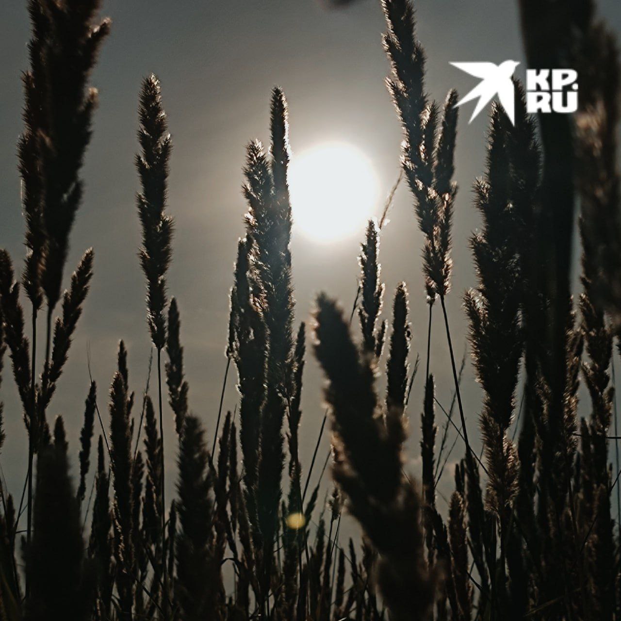 В полях ЛНР проснулись вредители после аномально теплой весны