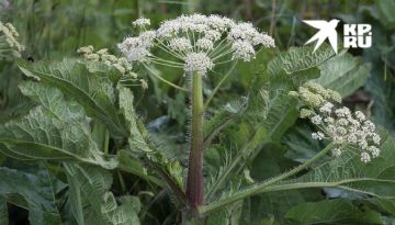 ��� ������ ��������?. ���������� ���������� �������� ������������� �������� ���������� � ����� ��������� �����������