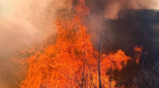 Спасатели за два дня ликвидировали 43 пожара в экосистеме ЛНР