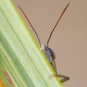 � ������ Telegram ��������� ����������� ���� � �����������