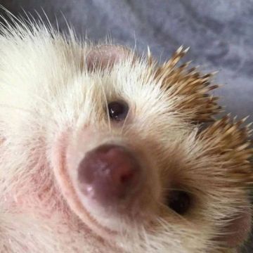 ���� ������� ���������� ���������� �������