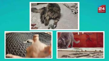 �� �����, � ��������� ����� ������: ��� ������ �������?