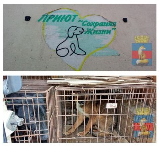 В Лисичанске продолжаются мероприятия по обращению с животными без владельцев