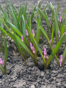 � ������ �����, ������ ����������� �������������� ������ !