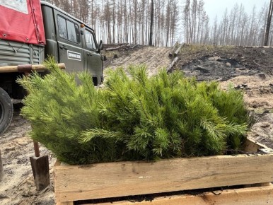 Спасать леса ЛНР планируют по новому