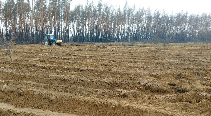 Экологи планируют этой весной восстановить в ЛНР 204,5 га лесных насаждений