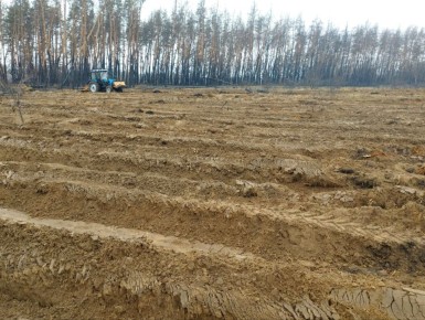 В Республике стартовала весенняя лесокультурная кампания 2026 года