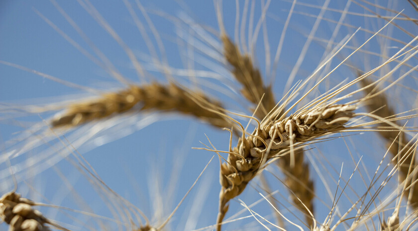 Состояние озимых культур в ЛНР хорошее и удовлетворительное — Россельхозцентр