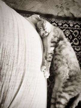 24 ����� �� ���������� ��������� �������� ���������� ����� ������� � ������������