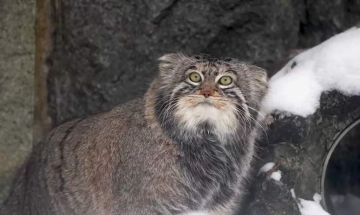 ����� ������� � �������� ���������� ����������� �������� ����� ������� � �������� �������