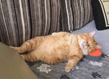 ������������� ���� �������������� ���������� �������