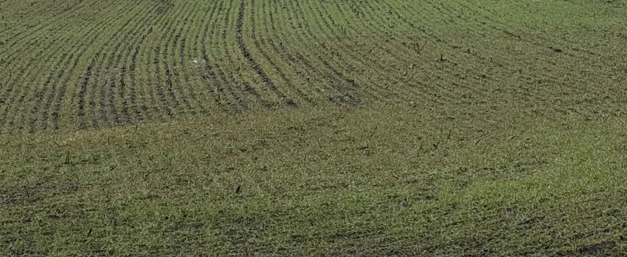 Виды на урожай: на что рассчитывают аграрии ЛНР