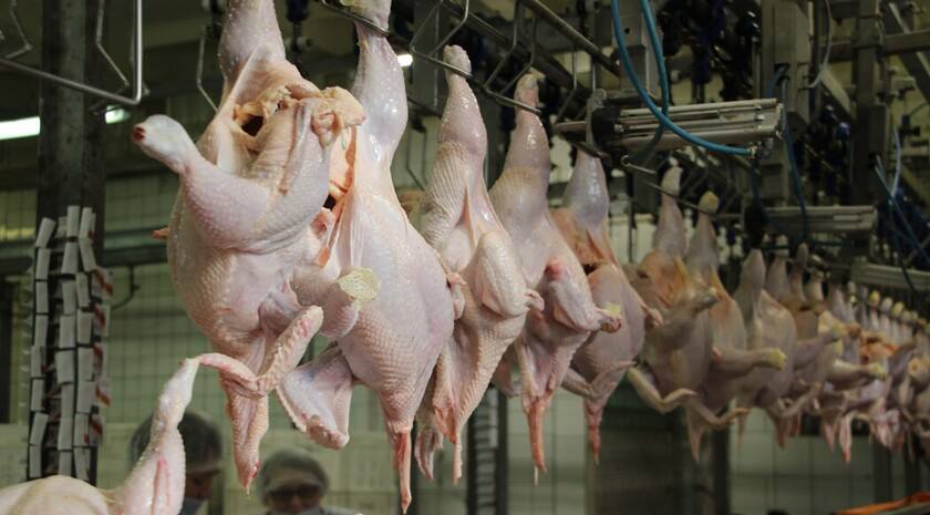 Предприятие «Агросфера» прорабатывает возможность поставок куриных субпродуктов на российский рынок, а также их экспорта в Китай