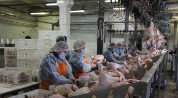 «Агросфера» проводит модернизацию Чернухинской птицефабрики