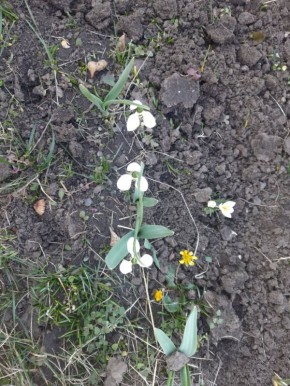 Крокусы, подснежники, пролески: в палисадниках наших подписчиков становится все ярче и разноцветнее