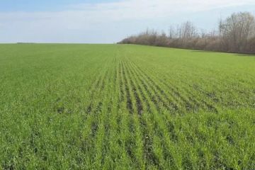 В ЛНР озимые культуры находятся в хорошем и удовлетворительном состоянии