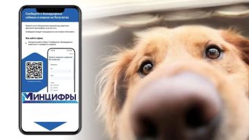 Юлия Кожухарь: Увидели бродячую собаку? Теперь о животном без владельца можно сообщить на "Госуслугах"!