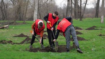 В рамках Всероссийской акции «Сад памяти» в Луганске высадили сосны