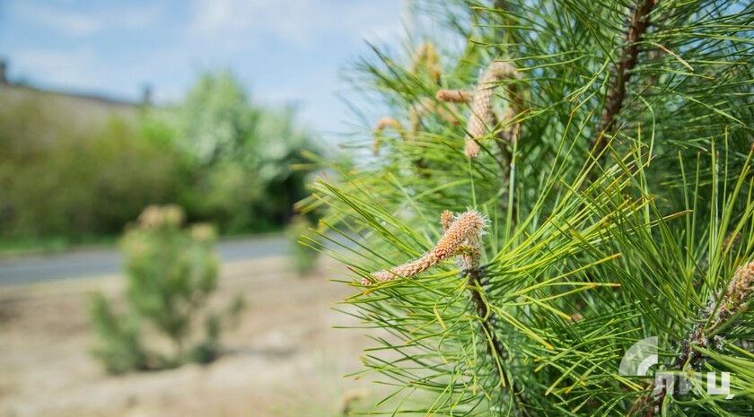 ЛНР в 2026 году в рамках акции «Сад памяти» высадит более 40 тыс. деревьев — Пасечник