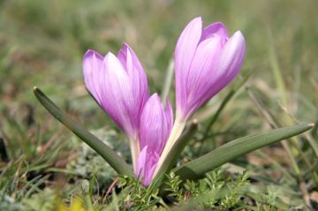 ���������� ��������� �������� ����������