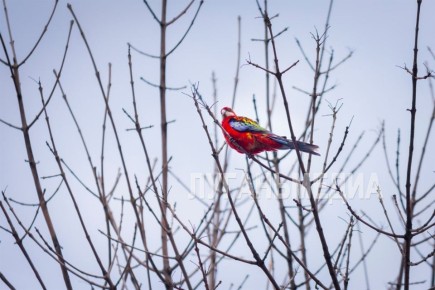 ������� � ������ ��������!