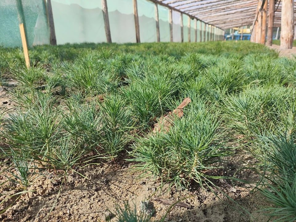 Рослесхоз разрешил использовать средства от контролируемой вырубки на восстановление лесов в новых регионах