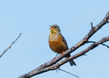 �������-�������, ��� ��� ��������?