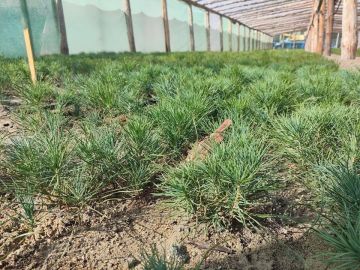 ��������� �������� ������������ �������� �� �������������� ������� �� �������������� ����� � ����� ��������