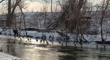 Жители ЛНР активно участвуют в акциях по наблюдению за птицами — Минприроды Республики