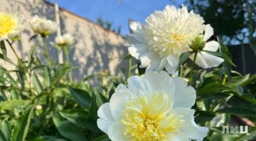 ��������� ������������ 2 ������ � ��� �� 21 ������� �����, ������� �����, �����