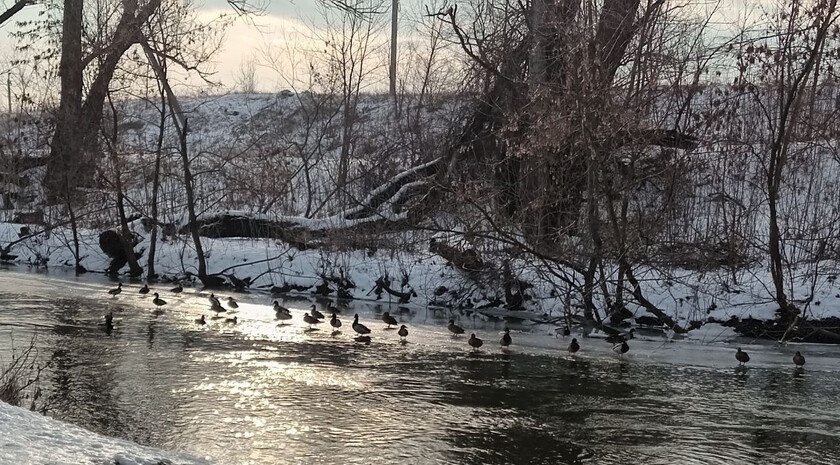 Жители ЛНР активно участвуют в акциях по наблюдению за птицами — Минприроды Республики