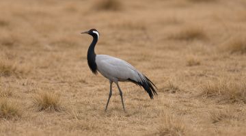 ��������� � �������� ������������� ������� ������� � ������ ������������ � ������