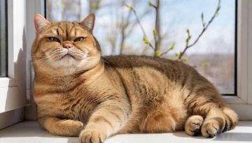 ������� 2 ������ ����� ���� ��������� ����