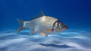 � ��� � 1 ������ ������� �������� ������� �� ����� ����