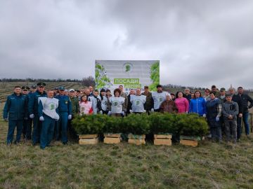 В Новоайдарском районе участники Международной акции «Сад памяти» высадили 10 тысяч саженцев сосны крымской