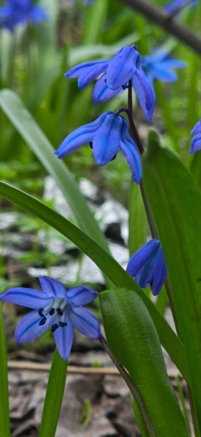 Синоптики прогнозируют 5 апреля в ЛНР от плюс 6 градусов ночью до 19 градусов тепла днем, местами ожидаются небольшой и умеренный дождь, гроза, порывы ветра до 15 м/с, ночью и утром в отдельных районах туман